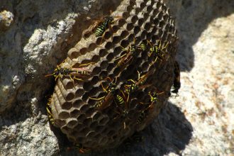 Guêpes et frelons dans le Var : quand le jardin devient une zone à risque
